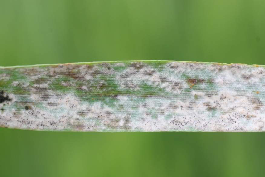 Powdery Mildew - Wheat